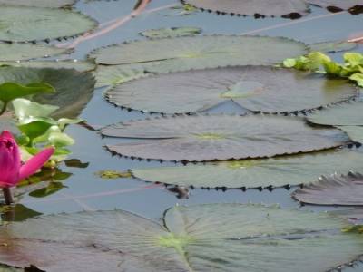 Back waters