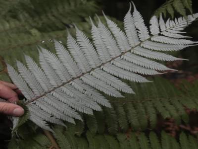 NZ famous symbol...the silver tree fern