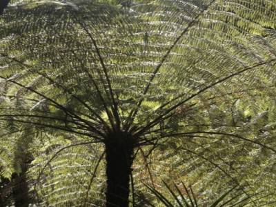 tree fern