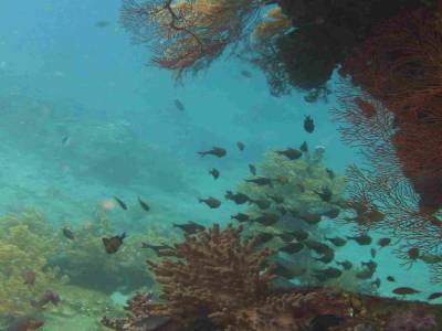 Snorkeling sur l'épave d'un bateau japonais (1)