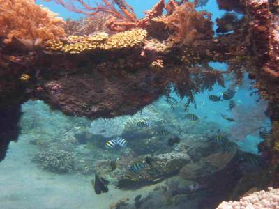 Snorkeling sur l'épave d'un bateau japonais (4)