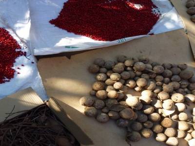 Graines pour coilliers et decos 