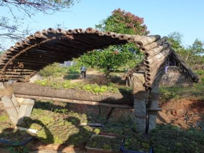 Sadanah Forest - Projet de reforestation