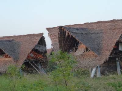 Sadanah Forest - Projet de reforestation
