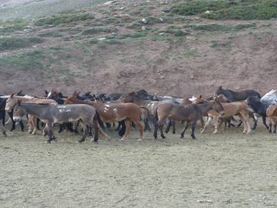 Les mules de l Aconcagua
