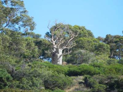Baobab tree à Kings Park