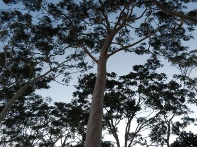 Kings Park