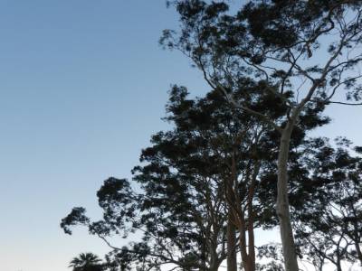 Kings Park