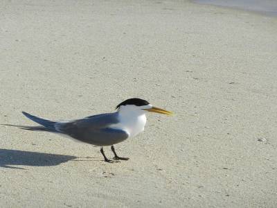 Mouette masquée à City beach