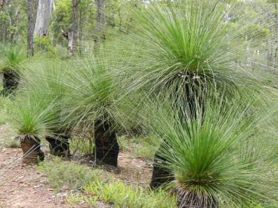 Grass tree à John Forrest N.P.