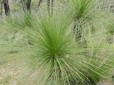 Grass tree à John Forrest N.P.