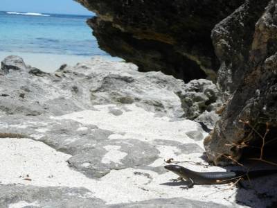 Rottnest Island