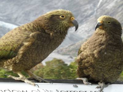 NZ parrots : KEA