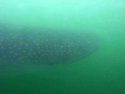 Requin Baleine
