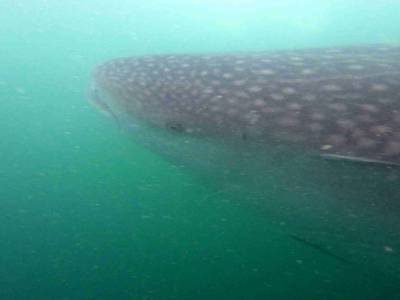 Requin Baleine (1)