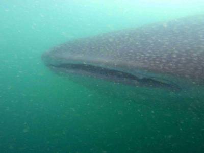 Requin baleine (2)