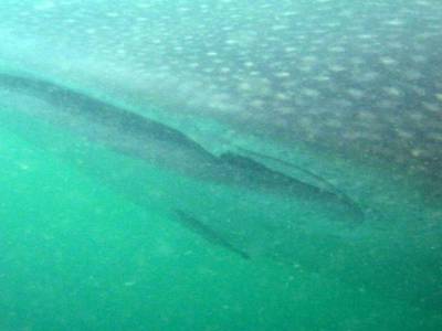 Requin baleine (3)