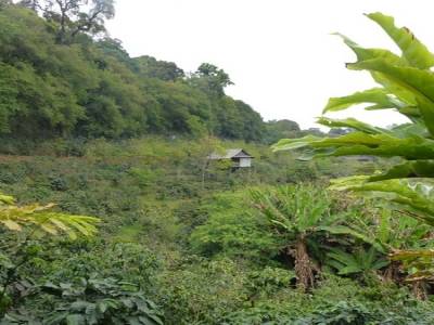 Doi Suthep