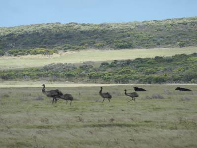 Emus au milieu des vaches