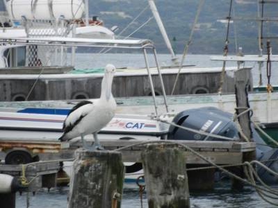 Albany, pélican attiré par les poissons des pêcheurs 