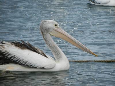 Pélicans attirés par les poissons des pêcheurs 
