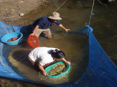 Lavage de grains de cafe dans une riviere