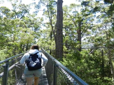 Tree top walk in the Valley of the Giants
