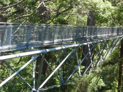 Tree top walk in the Valley of the Giants