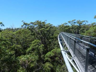 Tree top walk in the Valley of the Giants