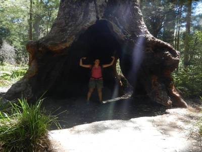 Valley of the giants