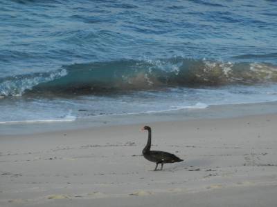 Light beach