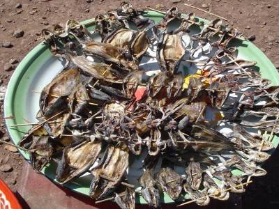 Brochettes de poissons et crapauds au marche de Tad Lo