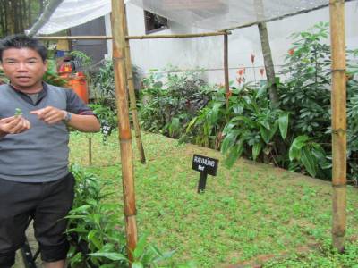 Explications sur les herbes locales