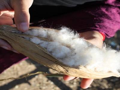 Fruit of cotton (Kampong Cham)