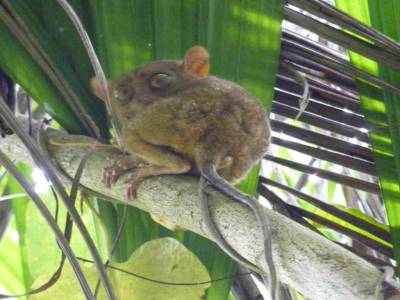 Le fameux Tarsier de Bohol
