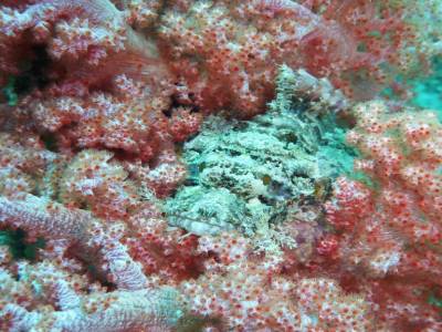 Poisson scorpion