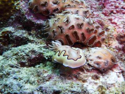 Nudibranche