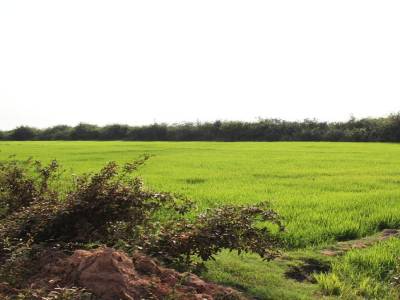Rice field