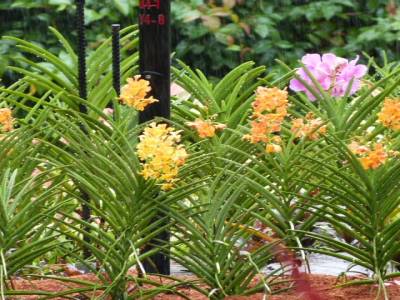 Jardin des orchidées - Jardin de las orquídeas