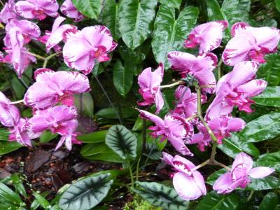 Jardin des orchidées - Jardin de las orquídeas