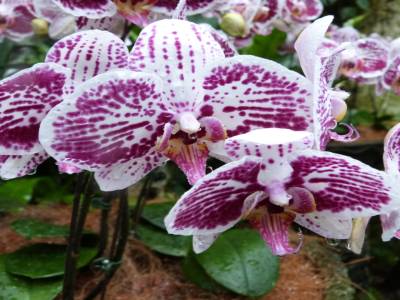 Jardin des orchidées - Jardin de las orquídeas