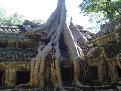 A Ta Phrom, les arbres envahissent les lieux