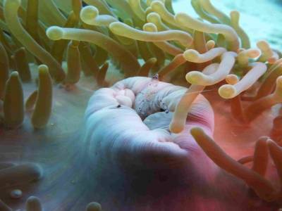 Petite crevette sur son anemone