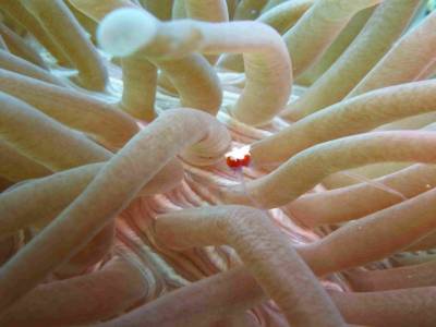 Crevette au milieu des tentacules de l'anemone