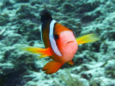 Nemo en gros plan