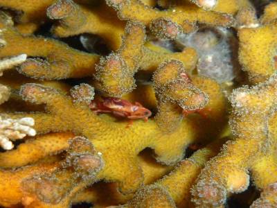 Crabe corail
