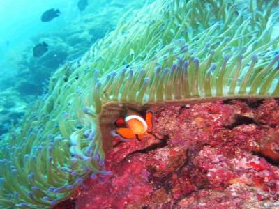 Nemo sous son anemone