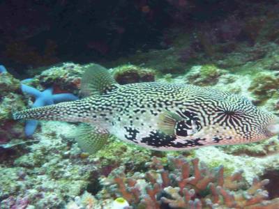 Poisson globe