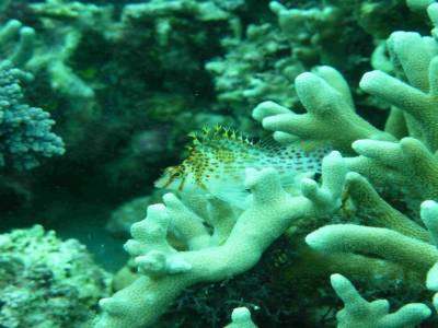 Poisson faucon