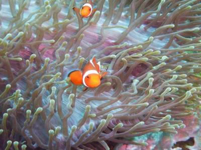Deux jolis poissons clown